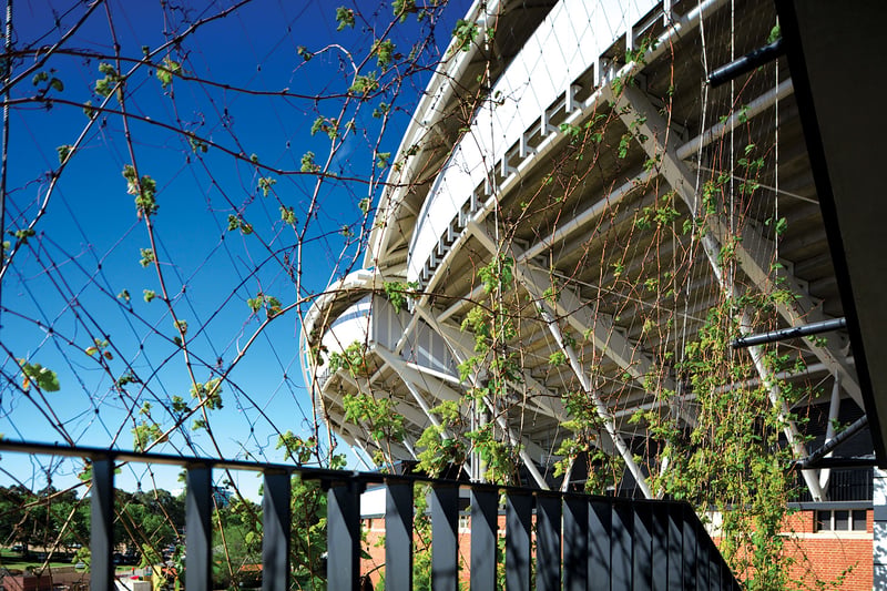 Adelaide Oval Climbing Vines preview 2